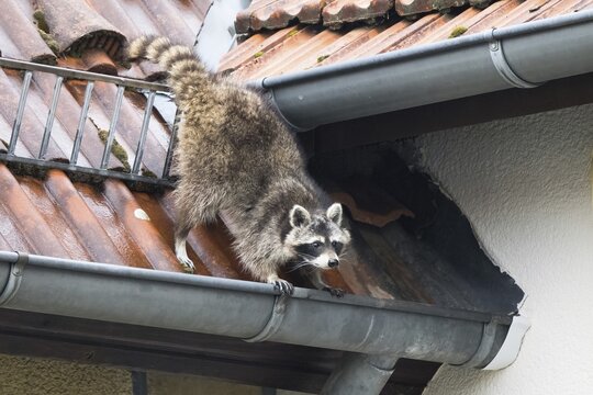 A raccoon (Procyon lotor) balancing on a gutter on a building, Hesse, Germany