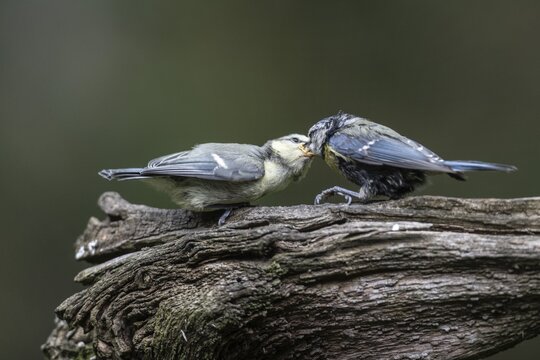Blue tits (Parus caerulea), adult bird feeding young, Emsland, Lower Saxony, Germany