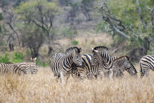 Plains zebras (Equus quagga), group in tall grass, Kruger National Park, South Africa