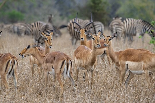 Herd of impala (Aepyceros melampus) in tall grass, black heeler antelope, Kruger National Park, South Africa
