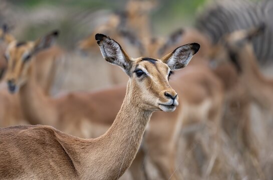 Impala (Aepyceros melampus), female, animal portrait, black heeler antelope, Kruger National Park, South Africa