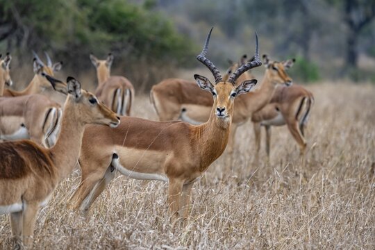 Impala (Aepyceros melampus), adult male in the herd, in high grass, Black Heeler Antelopes, Kruger National Park, South Africa