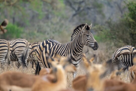 Plains zebra (Equus quagga), behind a herd of impala (Aepyceros melampus), Kruger National Park, South Africa