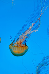Floating Jellyfish in Blue Ocean Water