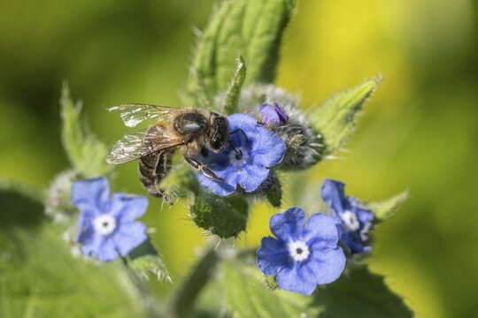 Honey bee (Apis mellifera) on Spanish ox tongue (Pentaglottis sempervirens), Emsland, Lower Saxony, Germany