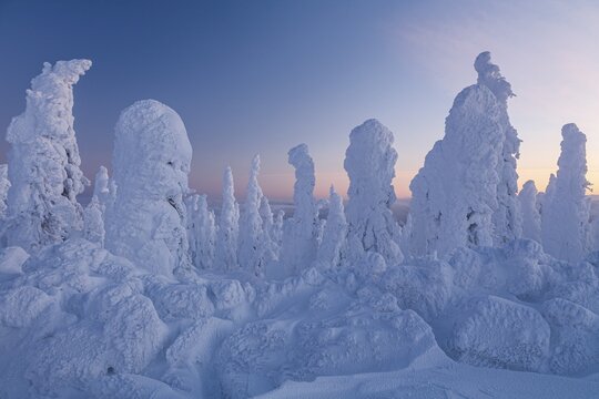 Snow-covered trees in the evening light, Arctic, Taiga, Alaska, USA