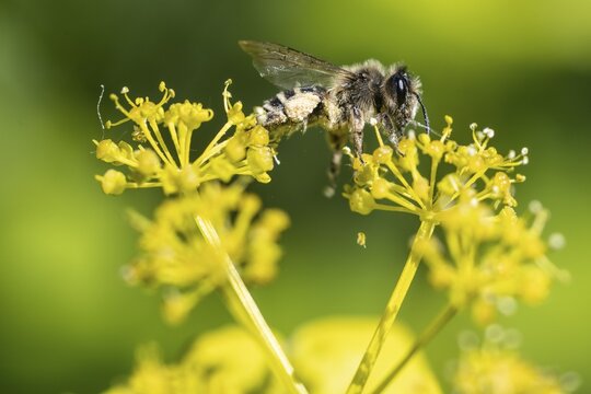 Honey bee (Apis mellifera) a Yellow umbel (Smyrnium perfoliatum), Emsland, Lower Saxony, Germany