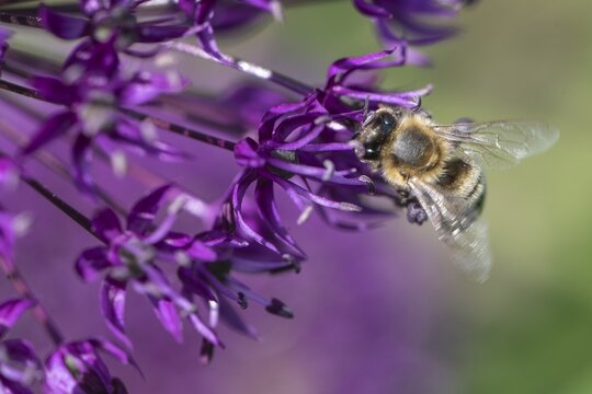 Honey bee (Apis mellifera) on ornamental leek (Allium aflatuense), Emsland, Lower Saxony, Germany