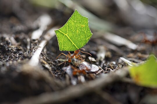 Leaf-cutter ant (Atta cephalotes) carrying a piece of leaf, rainforest, Tortuguero National Park, Costa Rica