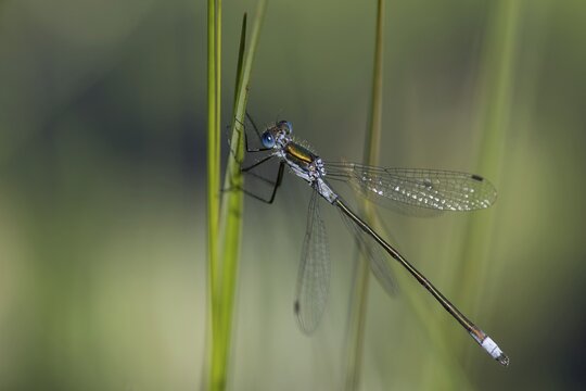 Blue-tailed damselfly (Ischnura elegans) on a stalk, Isoj&auml;rvi National Park, Finland