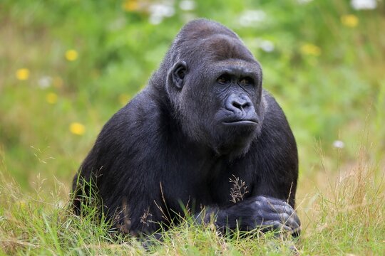 Western gorilla (Gorilla gorilla), adult, male, portrait, captive