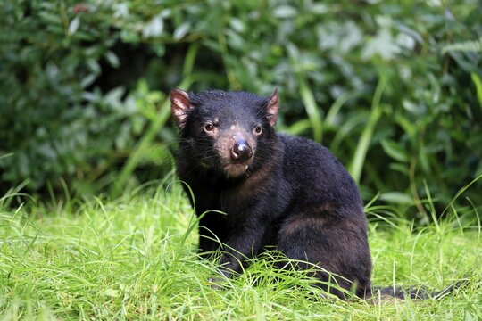Tasmanian devil (Sarcophilus harrisii), adult, vigilant, captive, Tasmania, Australia