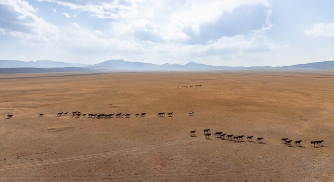 Herd of horses, Aerial view, Vast empty landscape at the mountain lake Song Kul in autumn, Moldo Too Mountains, Naryn region, Kyrgyzstan