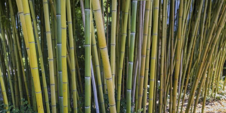 Rough yellow bamboo, Phyllostachys aureosulcata, Lake Constance region, Baden-W&uuml;rttemberg, Germany