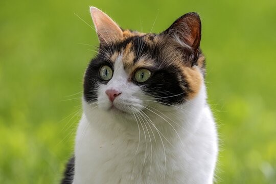 Cat, European Shorthair, domestic cat (Felis catus), tricoloured, portrait, Baden-W&uuml;rttemberg, Germany