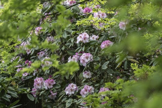 Rhododendron (Rhododendron Simona), Emsland, Lower Saxony, Germany