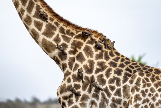 Southern giraffe (Giraffa giraffa giraffa) with a group of yellow-billed oxpecker (Buphagus africanus), detail, body with fur pattern, African savannah, Kruger National Park, South Africa