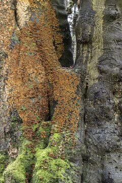 Bleeding oak crust (Stereum gausapatum), mass infestation on a copper beech (Fagus sylvatica), Emsland, Lower Saxony, Germany