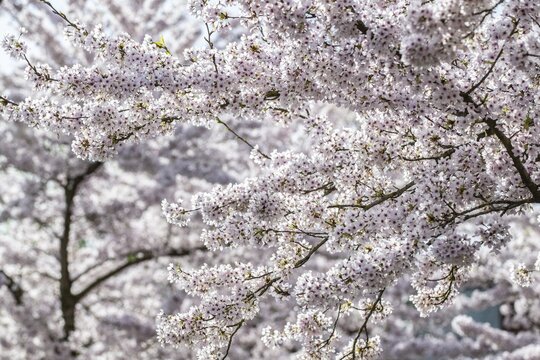 Japanese cherry (Prunus serrulata), Province of Drenthe, Netherlands