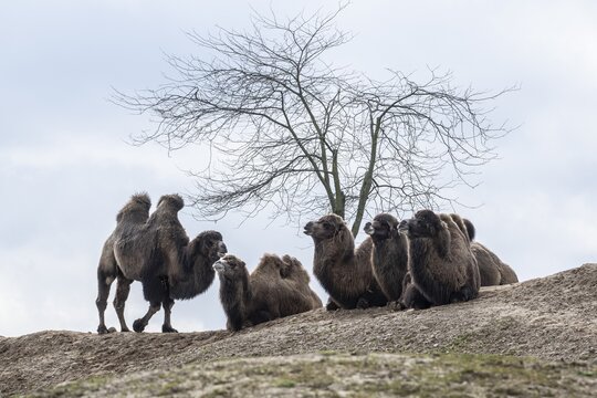Bactrian camels (Camelus bactrianus), Emmen Zoo, Netherlands