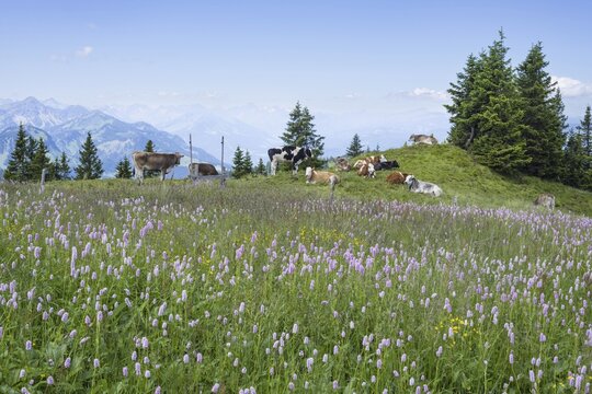 Snake knotweed (Bistorta officinalis), at Wertacher H&ouml;rnle, 1695m, behind it the Gr&uuml;nten, 1783m, Oberallg&auml;u, Bavaria, Germany