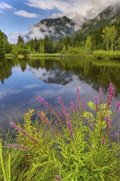 Purple loosestrife (Lythrum salicaria), moorland pond, near Oberstdorf, Oberallg&auml;u, Allg&auml;u. Bavaria, Germany