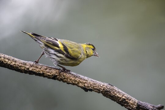 Eurasian siskin (Carduelis spinus), Emsland, Lower Saxony, Germany