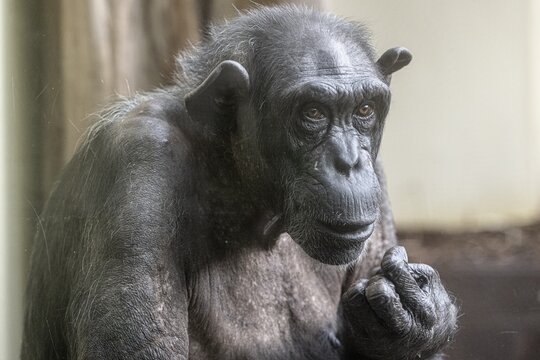Old chimpanzee (Pan troglodytes), portrait, Heidelberg Zoo, Baden-W&uuml;rttemberg, Germany