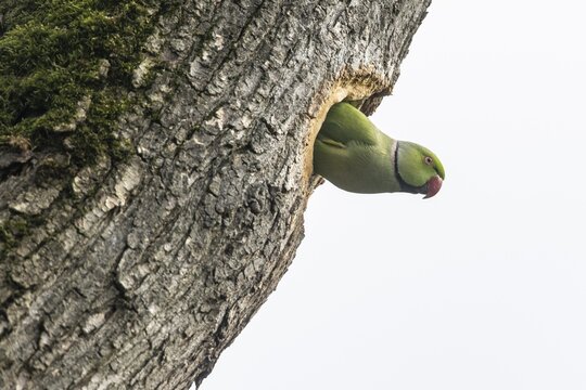 Rose-ringed parakeet (Psittacula krameri), Speyer, Rhineland-Palatinate, Germany
