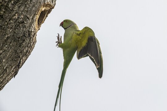 Rose-ringed parakeet (Psittacula krameri), flying, Speyer, Rhineland-Palatinate, Germany