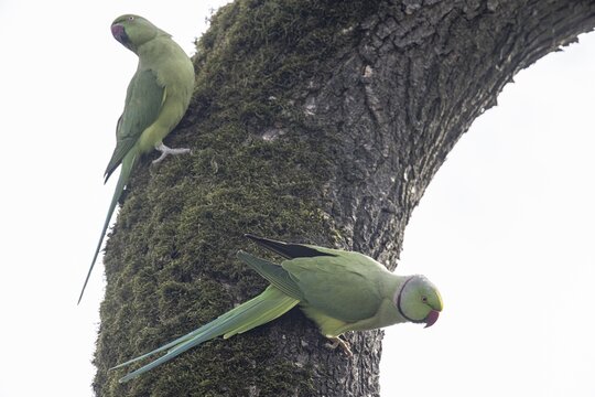 Rose-ringed parakeets (Psittacula krameri), Speyer, Rhineland-Palatinate, Germany