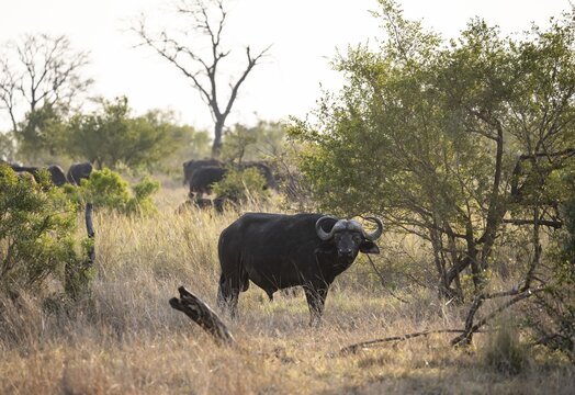 African buffalo (Syncerus caffer caffer), herd in dry grass, African savannah, Kruger National Park, South Africa
