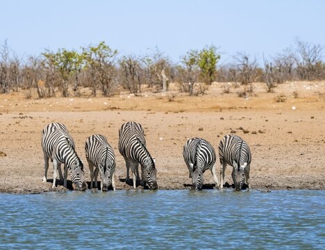 Plains zebras (Equus quagga) drinking at a waterhole, savannah with orange-coloured sand, Okavao waterhole, Etosha National Park, Namibia