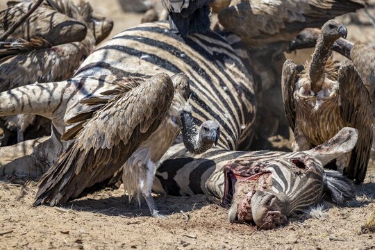 Many white-backed vulture (Gyps africanus) with bloody heads feeding on the carcass of a dead plains zebra (Equus quagga), Etosha National Park, Namibia