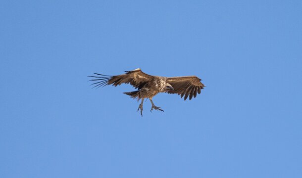 White-backed vulture (Gyps africanus) in flight against a blue sky, Etosha National Park, Namibia