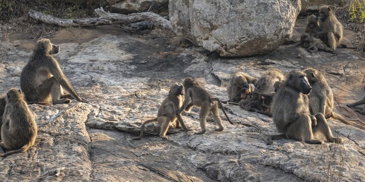 Herd of chacma baboons (Papio ursinus), animal family with adults and cubs, sitting on stones, cubs playing and fighting, Kruger National Park, South Africa