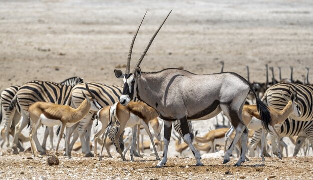 Gemsbok (Oryx gazella) with herds of springbok (Antidorcas marsupialis) and plains zebra (Equus quagga) at a waterhole, Nebrowni Waterhole, Etosha National Park, Namibia