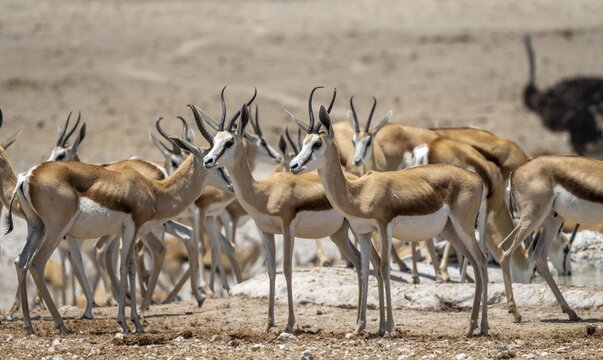Herd of springbok (Antidorcas marsupialis) at a waterhole, Nebrowni Waterhole, Etosha National Park, Namibia