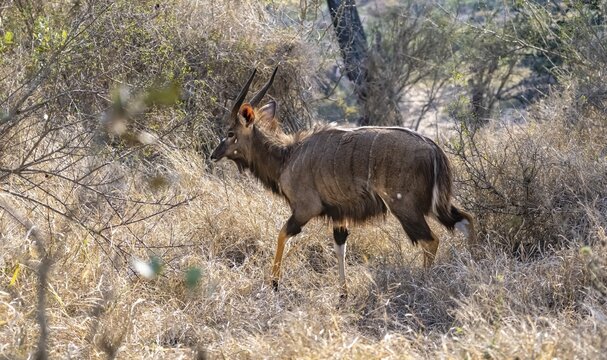 Nyala (Tragelphus angasii), buck in tall grass, Kruger National Park, South Africa