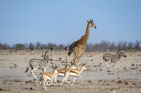 Group of animals fleeing, running away in fright, springboks (Antidorcas marsupialis), plains zebras (Equus quagga) and an angolan giraffe (Giraffa giraffa angolensis), Etosha National Park, Namibia