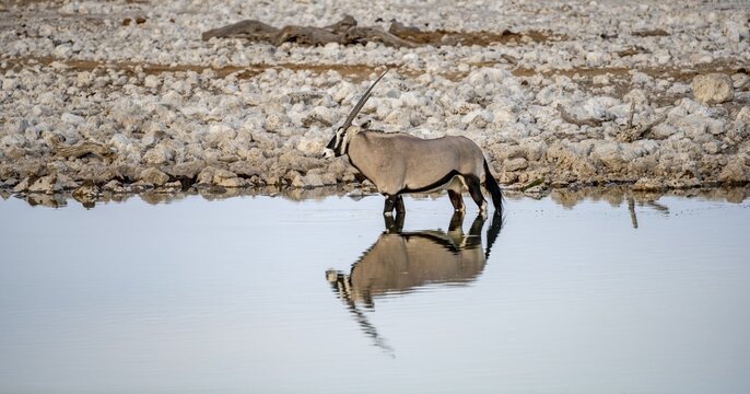 Gemsbok (Oryx gazella), oryx standing in the water, Moringa waterhole, Etosha National Park, Namibia