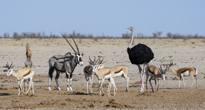 Group of different animals at the waterhole, gemsbok (Oryx gazella), springbok (Antidorcas marsupialis) and African ostrich (Struthio camelus), Etosha National Park, Namibia