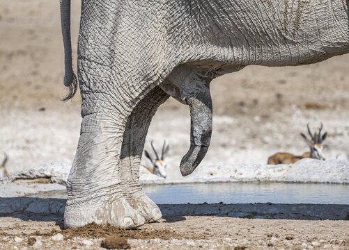 African elephant (Loxodonta africana), detail, penis, at a waterhole, Nebrowni Waterhole, Etosha National Park, Namibia