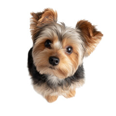 Cute Yorkshire Terrier Looking Upward Playfully