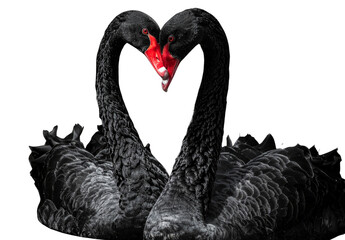 Obraz premium The image of beautiful and lovely swans on a white background is a symbol of love