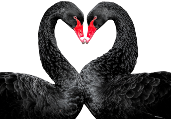 The image of beautiful and lovely swans on a white background is a symbol of love
