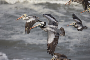 A brown pelican soars through a stormy blue sky, its large beak and outstretched wings on full display.
