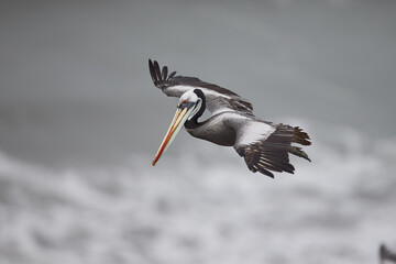 A brown pelican soars through a stormy blue sky, its large beak and outstretched wings on full display.