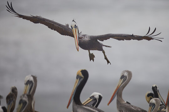 A brown pelican soars through a stormy blue sky, its large beak and outstretched wings on full display.