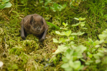 Dark-skinned fruit bat (Stur 3nira erythromos) resting on a tree